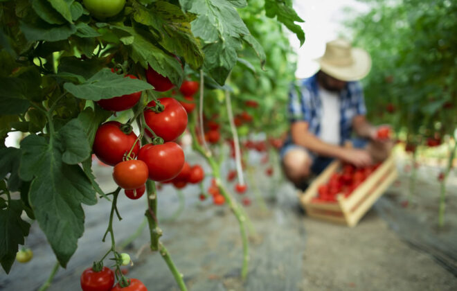 serviagricola tomates